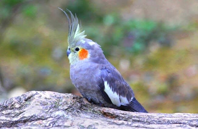 Colorful Birds Cockatiels
